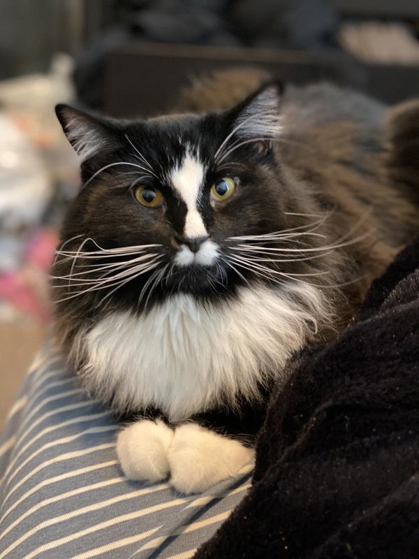 /Images/uploads/Cuddles Cat Cafe/uvac/entries/18156thumb.jpg